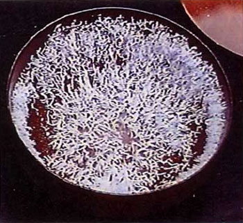 佛降白菩提甘露 佛降白菩提甘露