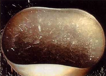 所修水晶體甘露由東方金剛不動佛所降于紫金缽中 所修水晶體甘露由東方金剛不動佛所降于紫金缽中