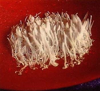 佛降長壽甘露 佛降長壽甘露