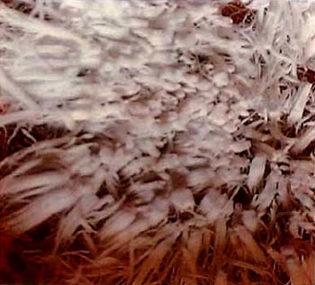 所修至寶甘露在缽中的局布 所修至寶甘露在缽中的局布